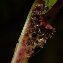 Brachycaudus persicae at Coburg, VIC - 11 Oct 2019 03:33 PM