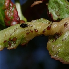 Brachycaudus persicae at Coburg, VIC - 11 Oct 2019 03:33 PM