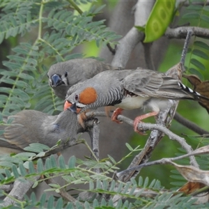 Taeniopygia guttata at Katherine South, NT - 5 Apr 2025 12:42 PM