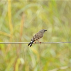 Taeniopygia guttata at Katherine South, NT - 5 Apr 2025 12:42 PM