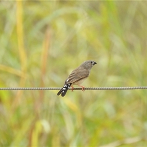 Taeniopygia guttata at Katherine South, NT - 5 Apr 2025 12:42 PM