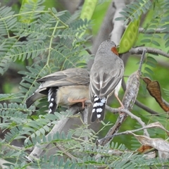 Taeniopygia guttata at Katherine South, NT - 5 Apr 2025 12:42 PM