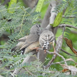 Taeniopygia guttata at Katherine South, NT - 5 Apr 2025 12:42 PM