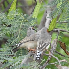 Taeniopygia guttata at Katherine South, NT - 5 Apr 2025 12:42 PM