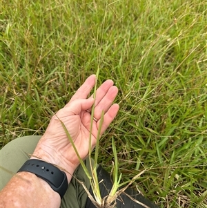 Axonopus fissifolius at Kangaroo Valley, NSW - suppressed