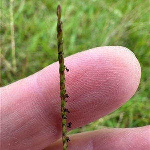 Axonopus fissifolius at Kangaroo Valley, NSW - suppressed