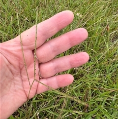 Axonopus fissifolius at Kangaroo Valley, NSW - suppressed