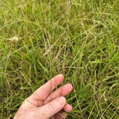 Axonopus fissifolius at Kangaroo Valley, NSW - suppressed