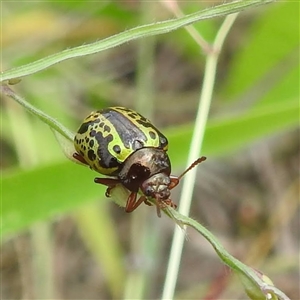 Calligrapha pantherina at Katherine South, NT - 2 Apr 2025 12:52 PM