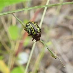 Calligrapha pantherina at Katherine South, NT - 2 Apr 2025 12:52 PM