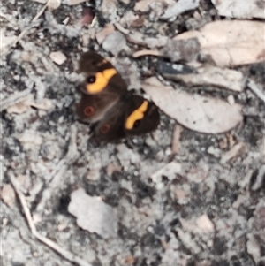 Tisiphone abeona at Depot Beach, NSW - 6 Apr 2025 11:48 AM