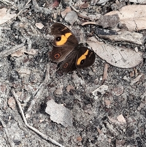 Tisiphone abeona at Depot Beach, NSW - 6 Apr 2025 11:48 AM