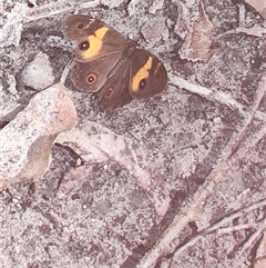 Tisiphone abeona at Depot Beach, NSW - 6 Apr 2025 11:48 AM