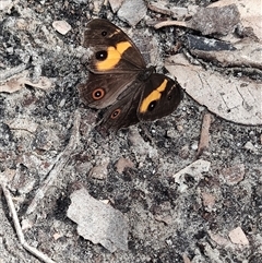 Tisiphone abeona at Depot Beach, NSW - 6 Apr 2025 11:48 AM