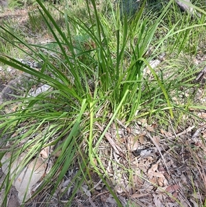 Lomandra longifolia at Depot Beach, NSW - 6 Apr 2025 11:41 AM
