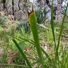 Lomandra longifolia at Depot Beach, NSW - 6 Apr 2025 11:41 AM