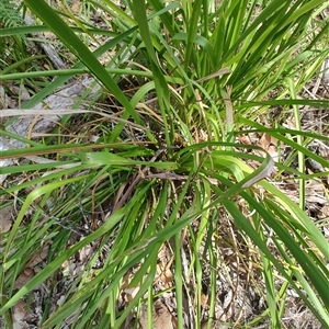 Lomandra longifolia at Depot Beach, NSW - 6 Apr 2025 11:41 AM