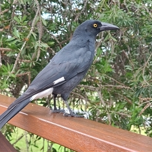 Strepera graculina at Durras North, NSW - 6 Apr 2025 12:59 PM