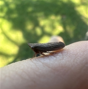Smicrocotis obscura (Leafhopper) at Gorokan, NSW - 6 Apr 2025 by KrissyKarlstein