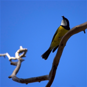 Pachycephala pectoralis (Golden Whistler) at Lake George, NSW - 5 Apr 2025 by jb2602