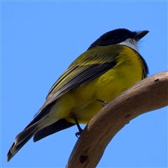 Pachycephala pectoralis at Lake George, NSW - 5 Apr 2025 12:40 PM