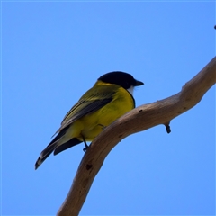 Pachycephala pectoralis at Lake George, NSW - 5 Apr 2025 12:40 PM