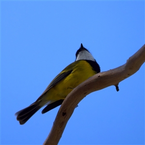 Pachycephala pectoralis at Lake George, NSW - 5 Apr 2025 12:40 PM