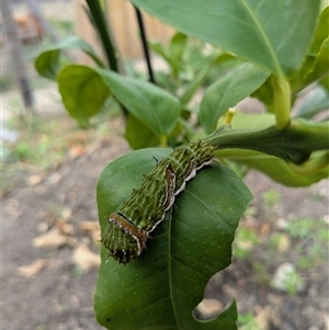 Papilio aegeus at Gordon, ACT - 6 Apr 2025 01:24 PM