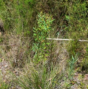 Persoonia glaucescens at suppressed - suppressed