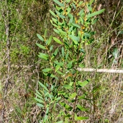 Persoonia glaucescens at suppressed - suppressed