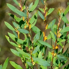 Persoonia glaucescens at suppressed - suppressed