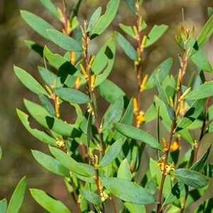 Persoonia glaucescens at suppressed - suppressed