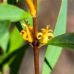 Persoonia glaucescens at suppressed - suppressed
