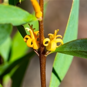 Persoonia glaucescens at suppressed - suppressed