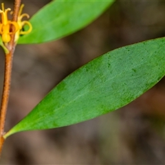 Persoonia glaucescens at suppressed - suppressed