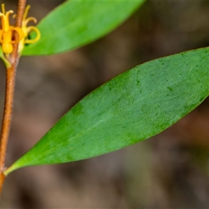 Persoonia glaucescens at suppressed - suppressed