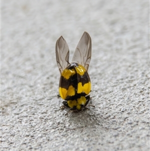 Illeis galbula at Bargo, NSW - 30 Mar 2025 09:19 AM