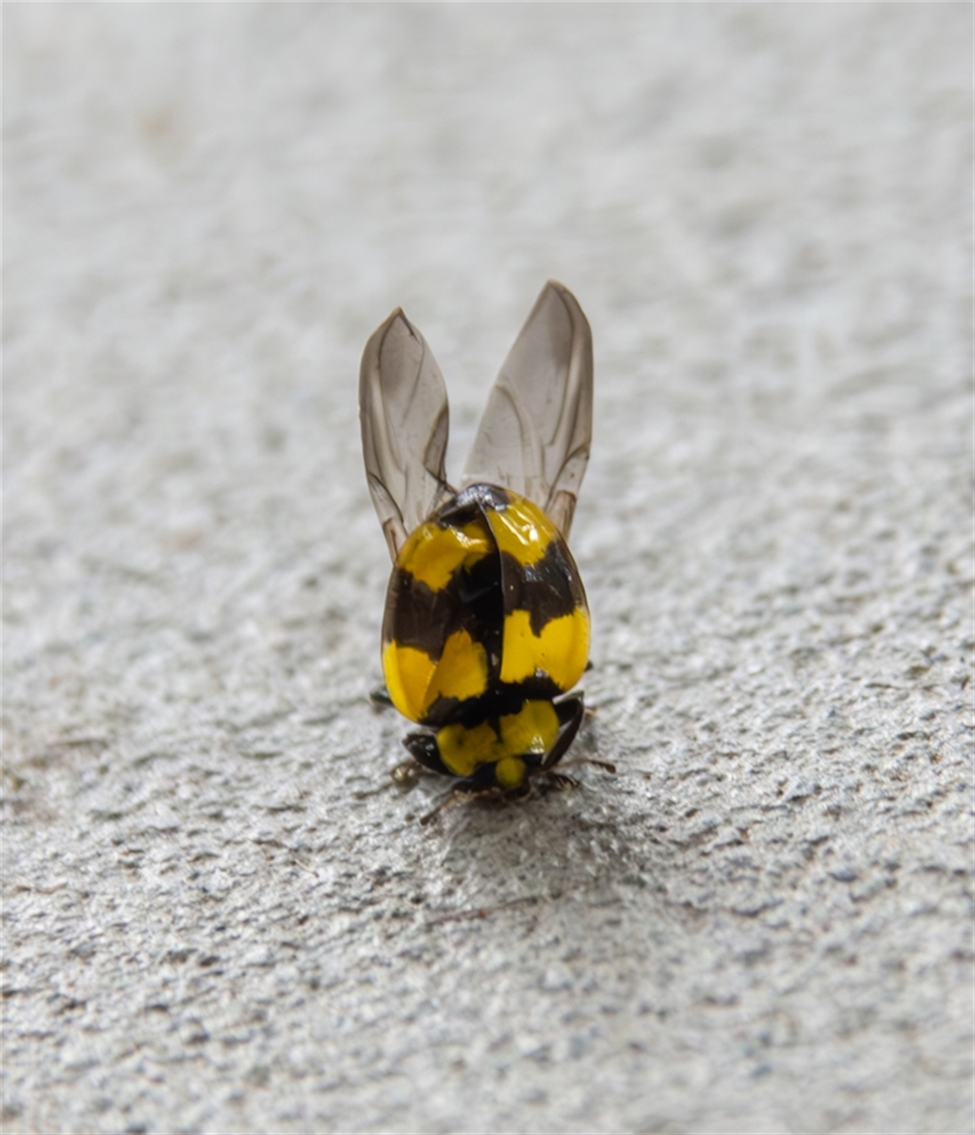 Illeis galbula at Bargo, NSW - 30 Mar 2025 09:19 AM