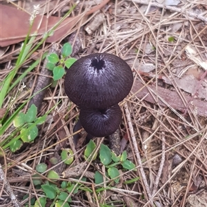 zzz ?Entoloma at Bargo, NSW - 1 Apr 2025 01:35 PM