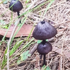 zzz ?Entoloma at Bargo, NSW - 1 Apr 2025 01:35 PM