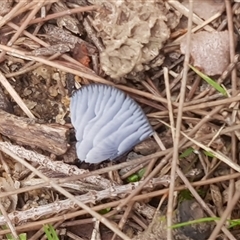 zz agaric (stem; gills white/cream) at Bargo, NSW - 1 Apr 2025 01:35 PM