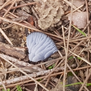 zz agaric (stem; gills white/cream) at Bargo, NSW - 1 Apr 2025 01:35 PM