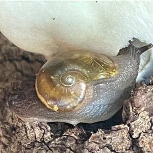 Helicarion cuvieri at Ulladulla, NSW - 6 Apr 2025 08:03 AM