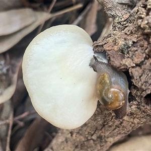 Helicarion cuvieri at Ulladulla, NSW - 6 Apr 2025 08:03 AM