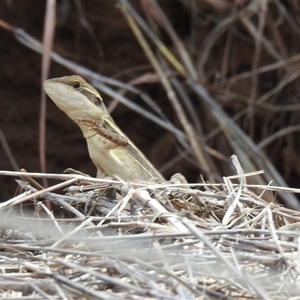 Lophognathus gilberti at Katherine South, NT - suppressed