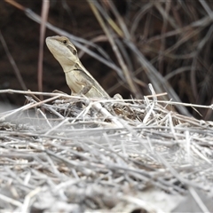 Lophognathus gilberti at Katherine South, NT - suppressed
