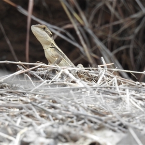 Lophognathus gilberti at Katherine South, NT - suppressed