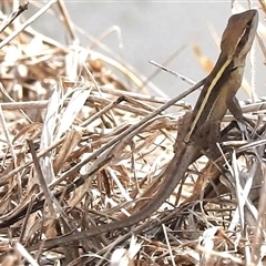 Lophognathus gilberti at Katherine South, NT - suppressed