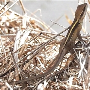 Lophognathus gilberti at Katherine South, NT - suppressed