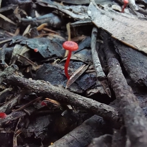 Cruentomycena viscidocruenta at Bargo, NSW - 31 Mar 2025 09:53 AM